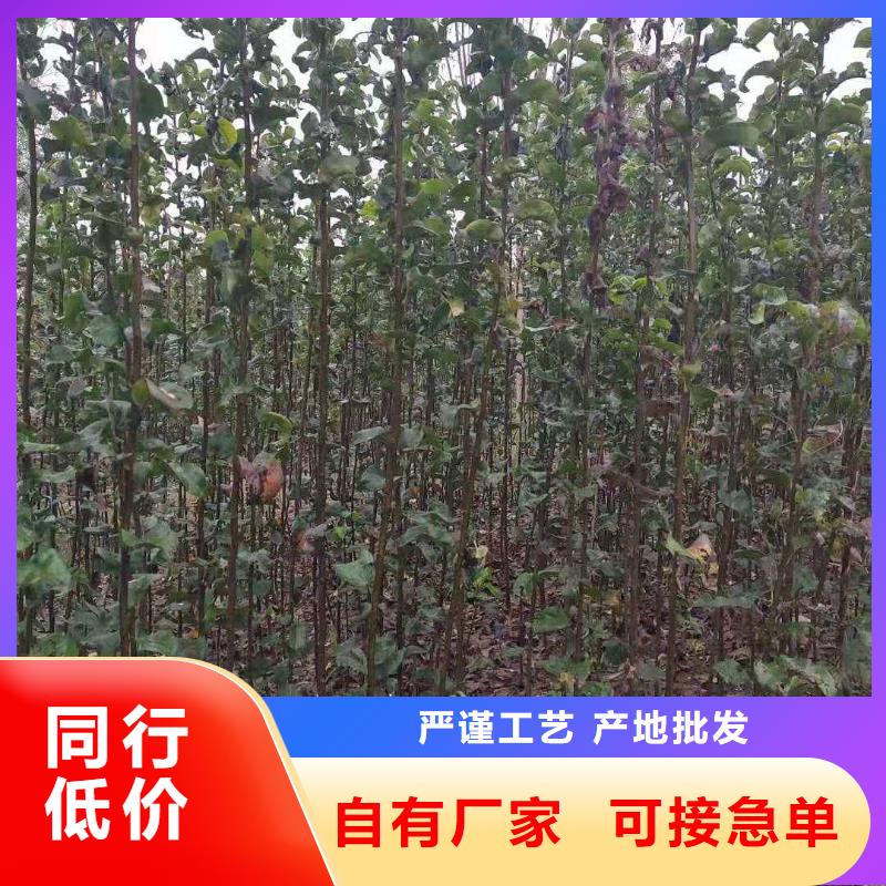 阳泉秋月梨种植苗品种大全实力才是硬道理