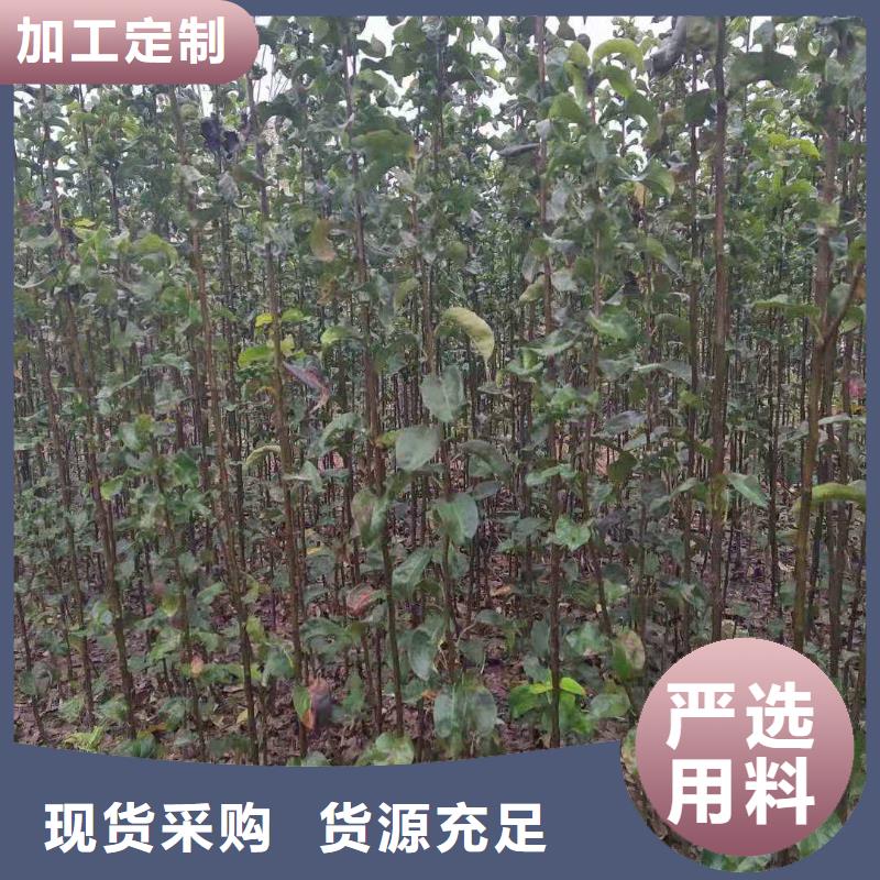 宜春秋月梨树苗批发同城品牌