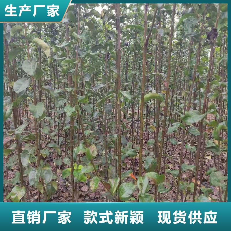 衡阳秋月梨种植苗栽培时间精品优选