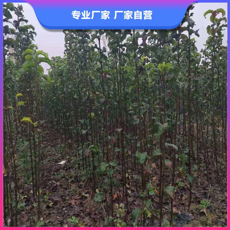 锦州秋月梨种植苗一棵多少钱热销产品