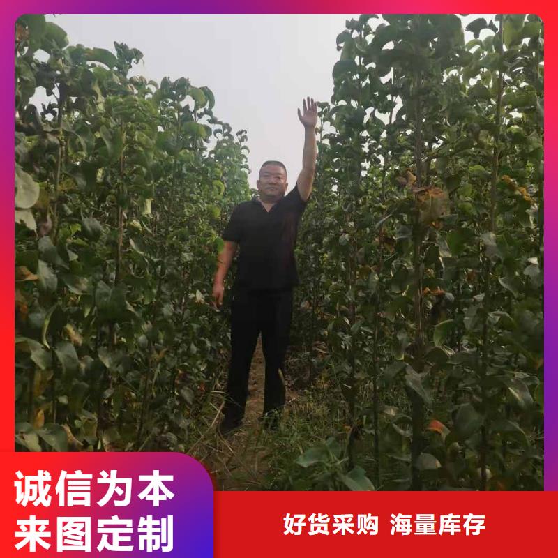 梧州秋月梨种植苗生产基地质量无忧