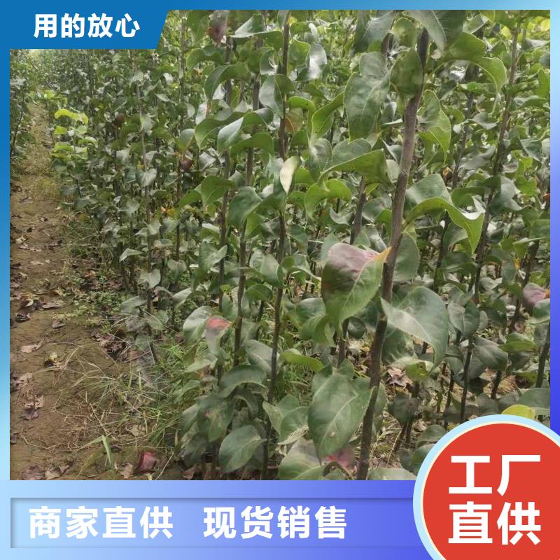 宜春秋月梨种植苗种植方法厂家经验丰富