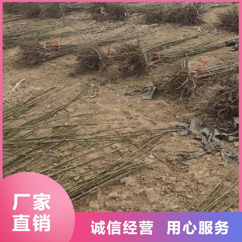 扬州秋月梨种植苗质优价廉价格实在