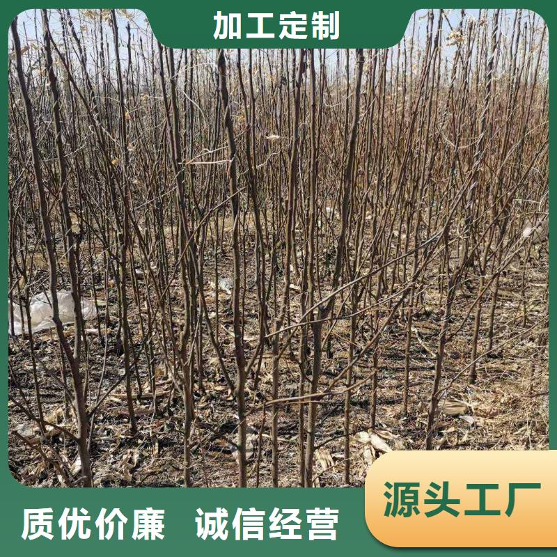 大庆秋月梨树苗种植基地本地经销商