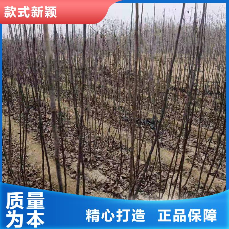 黄石秋月梨种植苗种植方法及时间今年新款