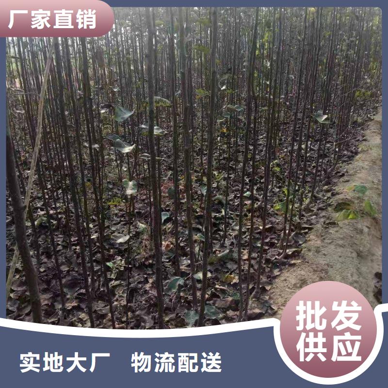 新疆秋月梨树苗一亩地种植利润常年供应