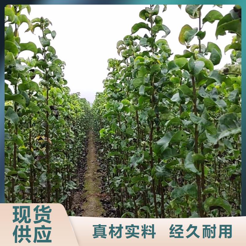 随州秋月梨种植苗价格今年新款