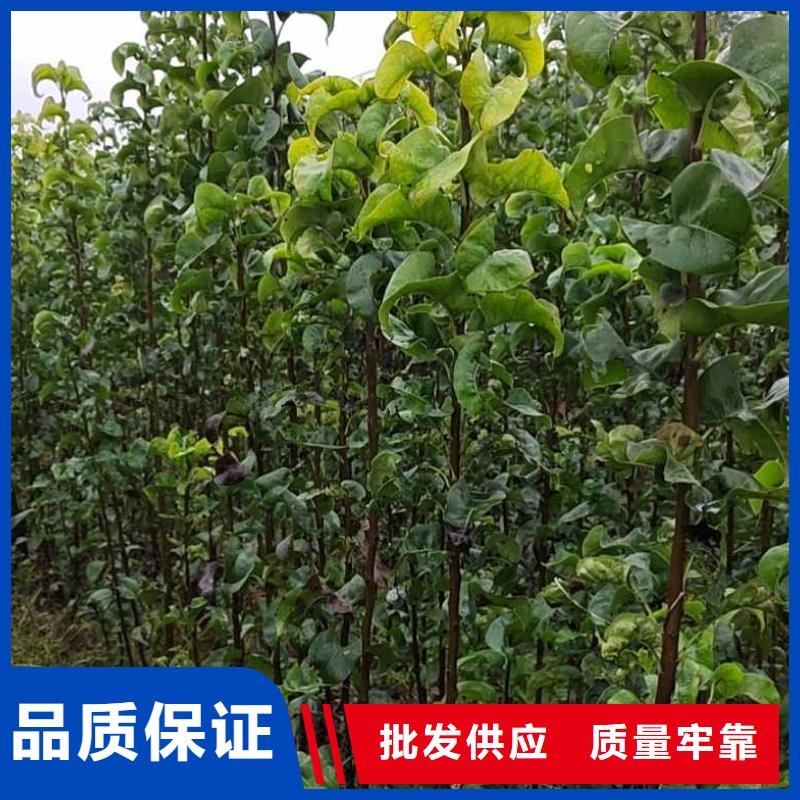 大庆秋月梨种植苗批发价格好品质售后无忧