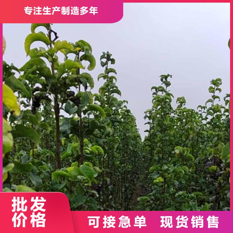 锡林郭勒秋月梨种植苗专业合作社厂家质量过硬