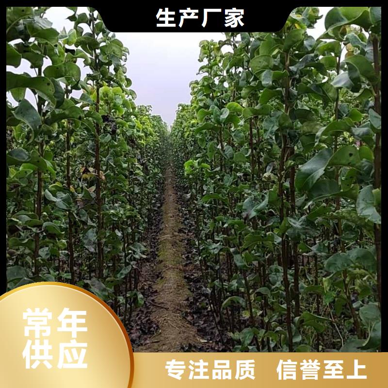 北京秋月梨树苗种植技术当地制造商