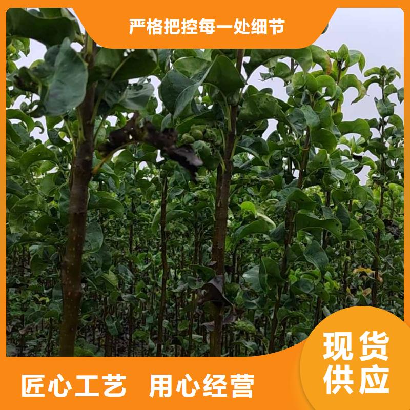 无锡秋月梨种植苗批发本地品牌