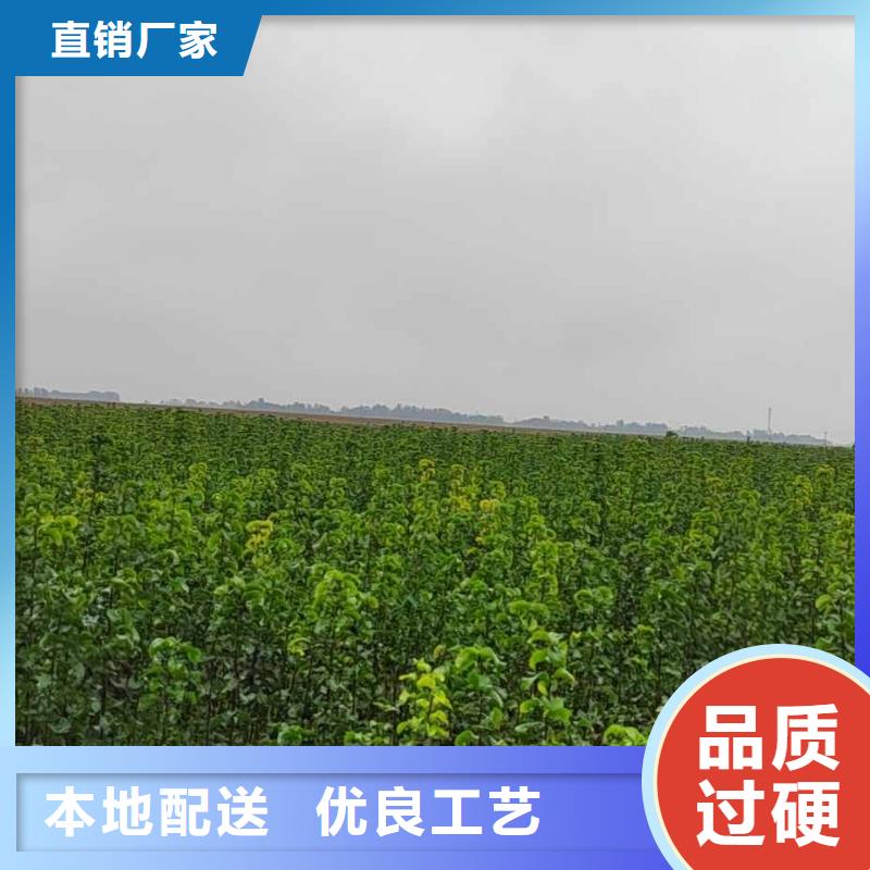 郴州秋月梨种植苗什么价格信誉有保证