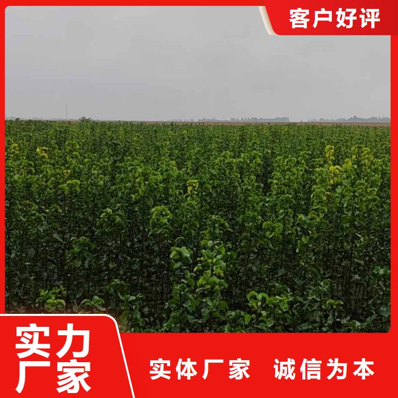 郴州秋月梨种植苗怎么买价格合理