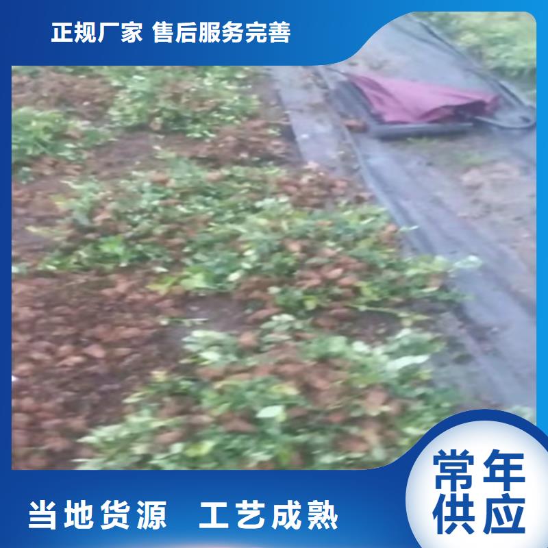 组培蓝莓苗种植技术内江当地公司