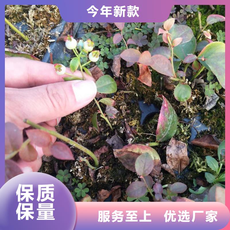 蓝莓苗种植管理技术苏州实体厂家大量现货