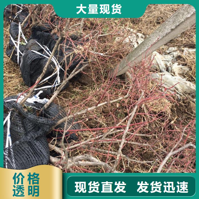 结果蓝莓树当年结果树新余当地经销商