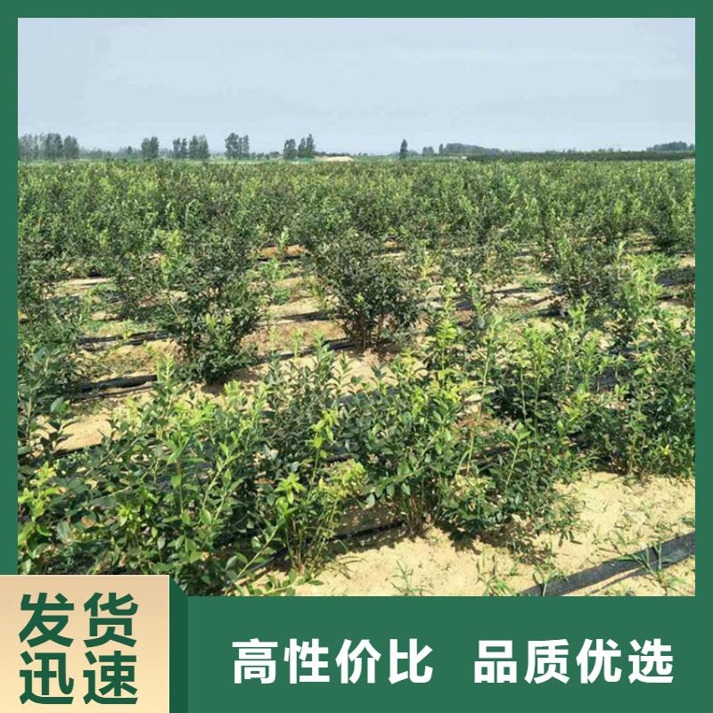 结果蓝莓树新品种遂宁海量现货直销