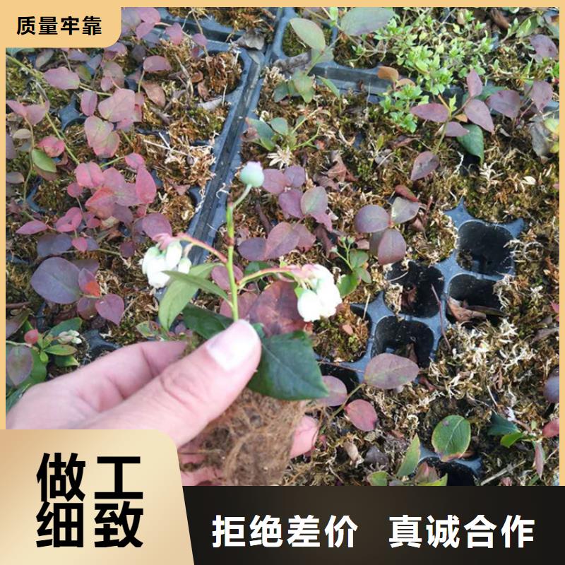 组培蓝莓苗大棚种植广安专注细节更放心