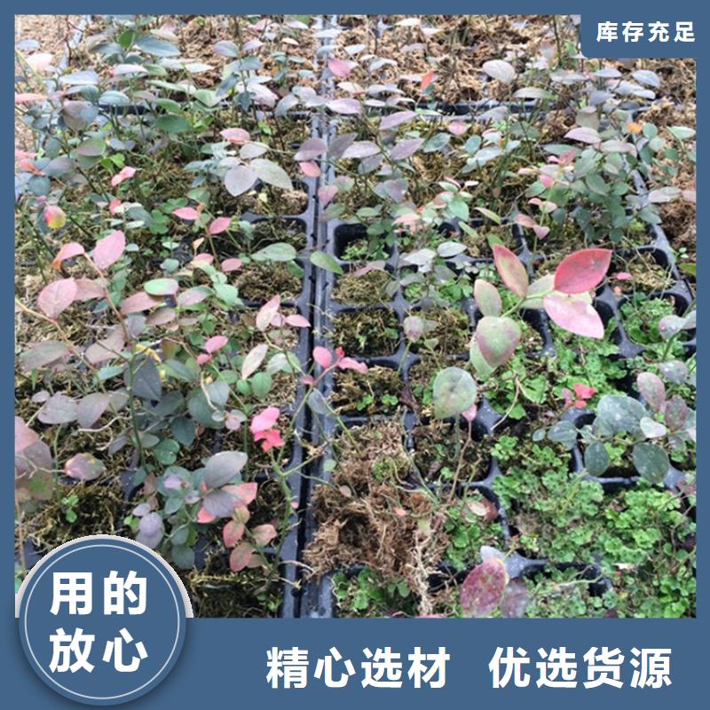 结果蓝莓树一亩地多少棵雅安把实惠留给您