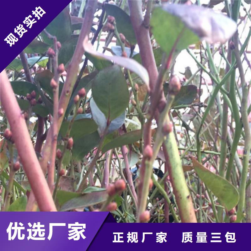 组培蓝莓苗大棚种植雅安本地经销商