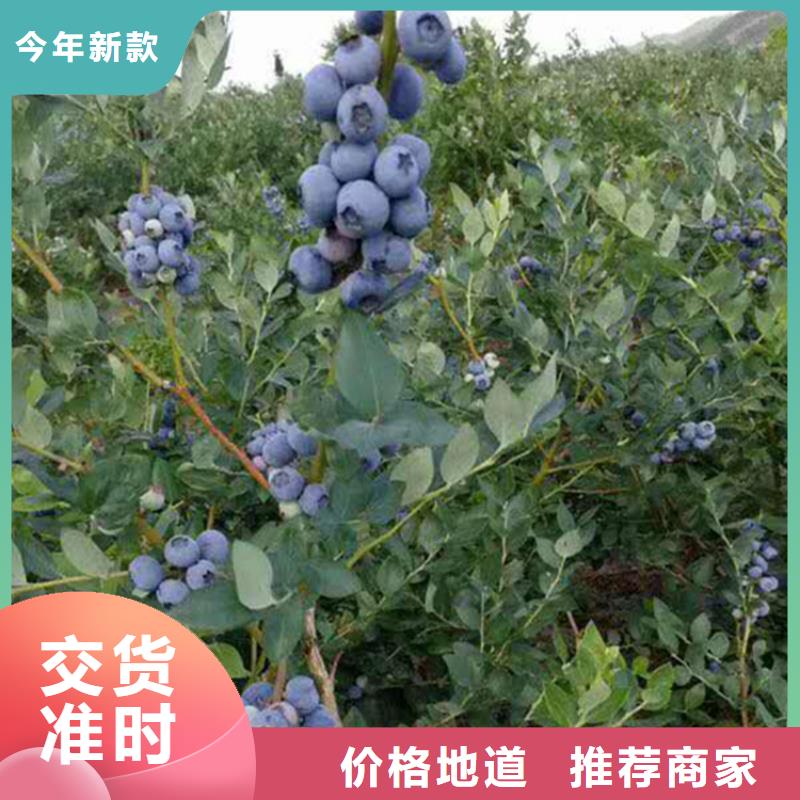 组培蓝莓苗种植基地黄石实力雄厚品质保障