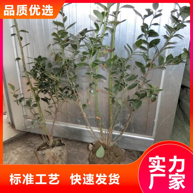 结果蓝莓树大棚种植宿迁同城服务商