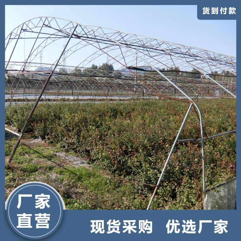 结果蓝莓树什么时间移栽最好南京高质量高信誉