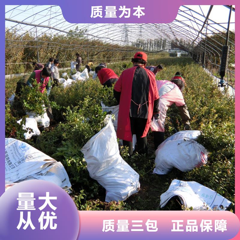 组培蓝莓苗种植基地无锡本地服务商