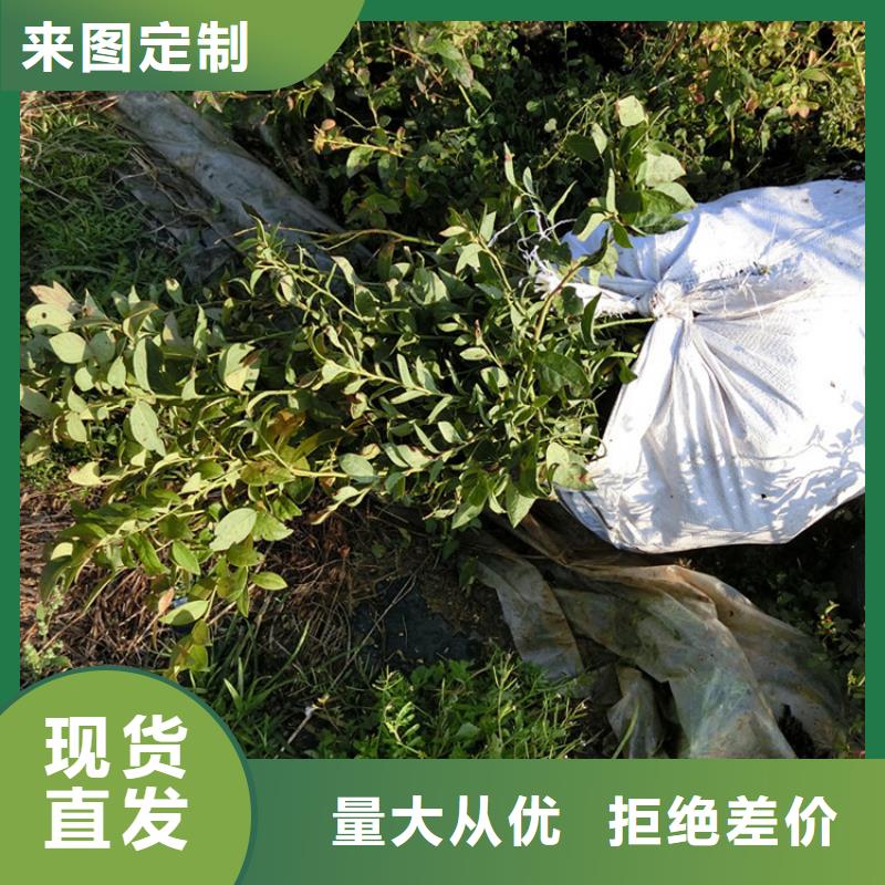 结果蓝莓树根系发达扬州当地厂家值得信赖