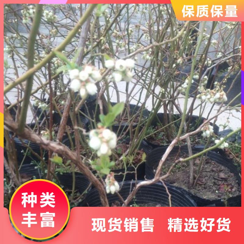 结果蓝莓树种植管理技术景德镇当地生产商