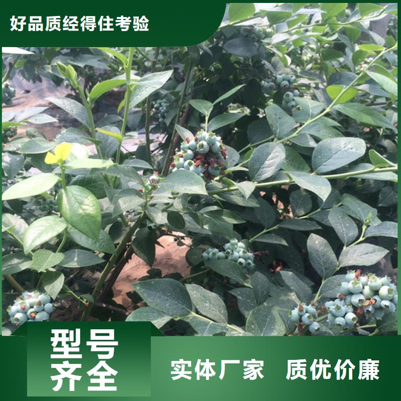 结果蓝莓树量多优惠江苏推荐商家