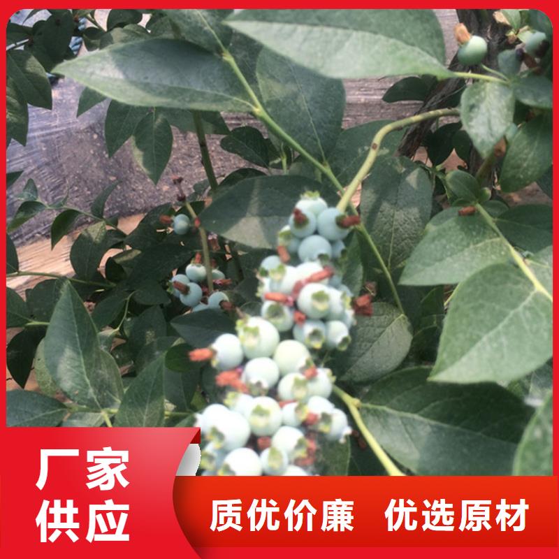 组培蓝莓苗种植管理技术鄂州工厂认证