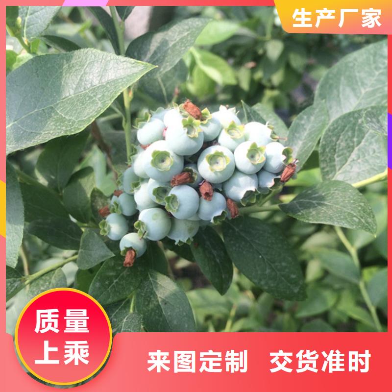 结果蓝莓树大棚种植内江当地货源