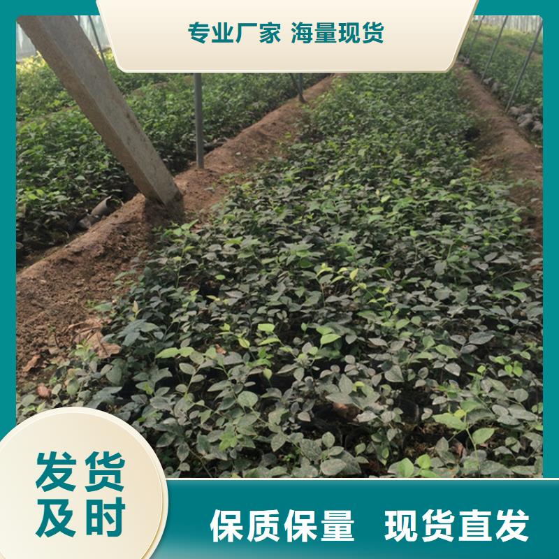 组培蓝莓苗适合种植地区阿坝源头厂家量大价优