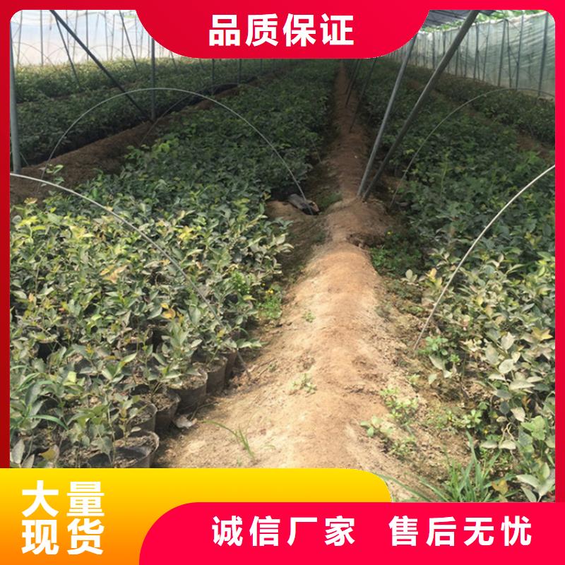 蓝莓苗基地直销泰州型号齐全