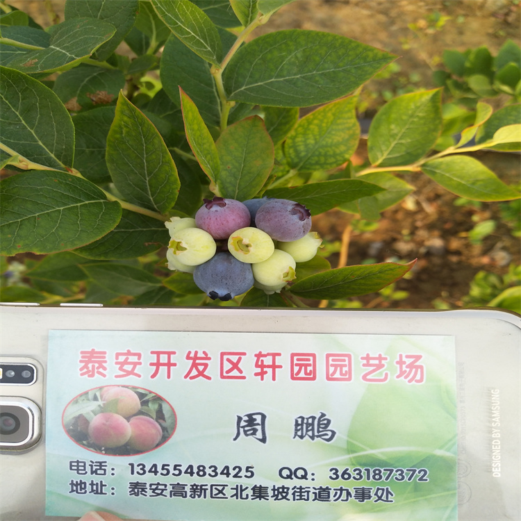 组培蓝莓苗露天种植黄石发货及时