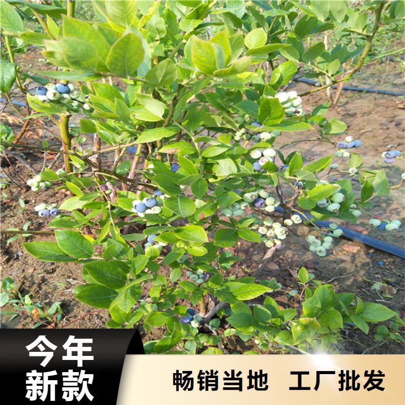 蓝莓苗成活率高南通来图定制量大从优