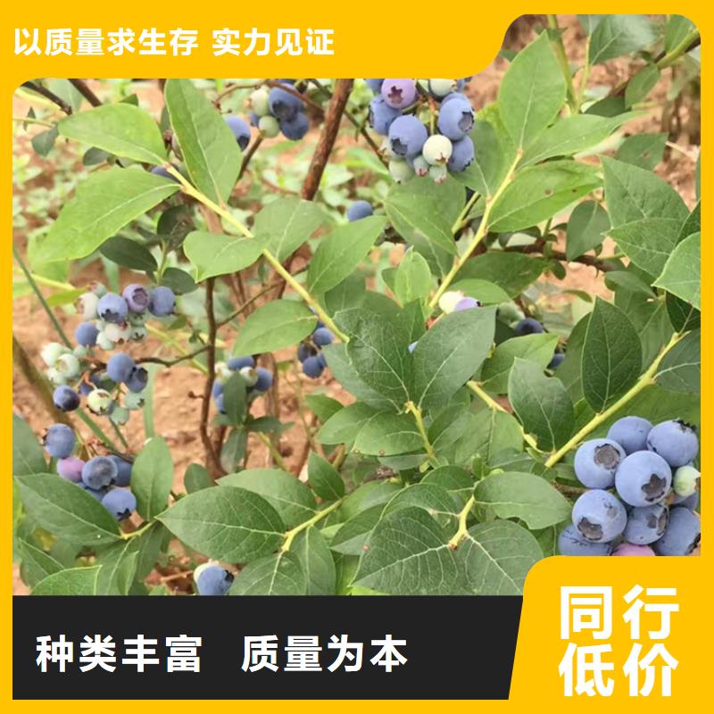 组培蓝莓苗种植管理技术内江重信誉厂家