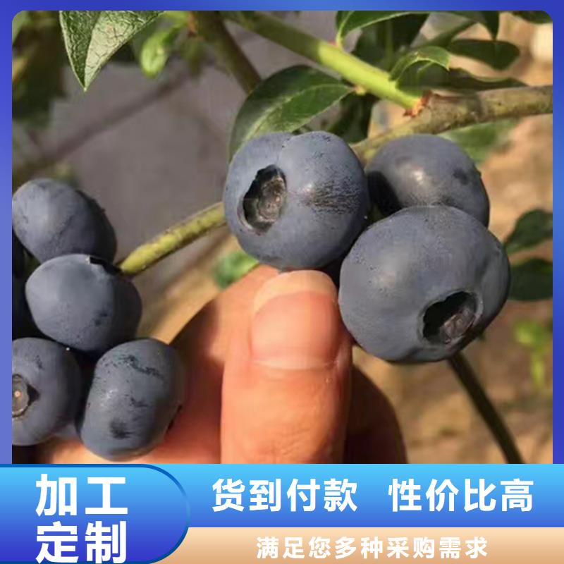 蓝莓苗全国发货孝感快捷物流