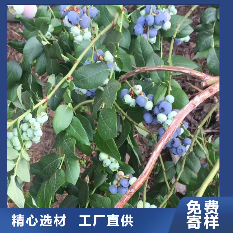 蓝莓苗基地直销宜宾本地服务商