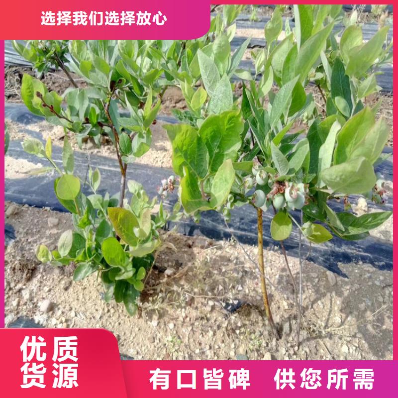 组培蓝莓苗基地徐州同城生产商