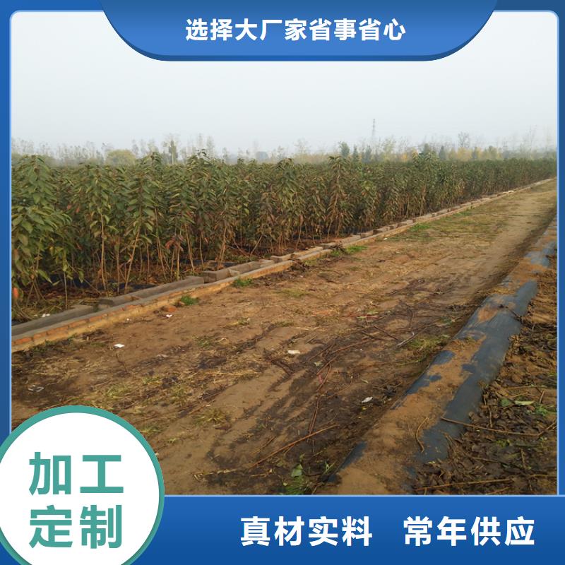 矮化车厘子树苗露天种植红河货到付款