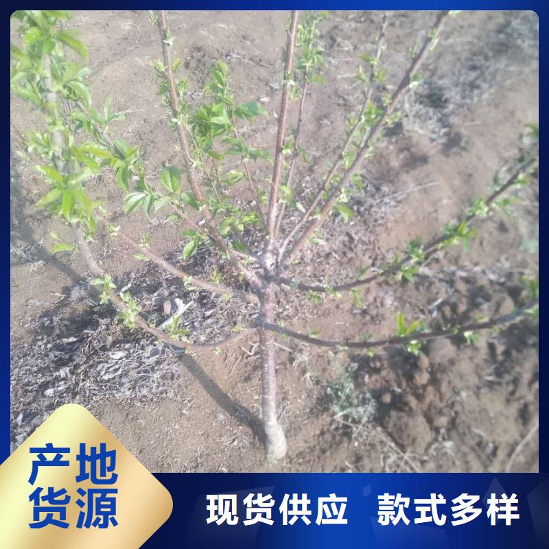 矮化大樱桃苗露天种植乌鲁木齐一件也发货