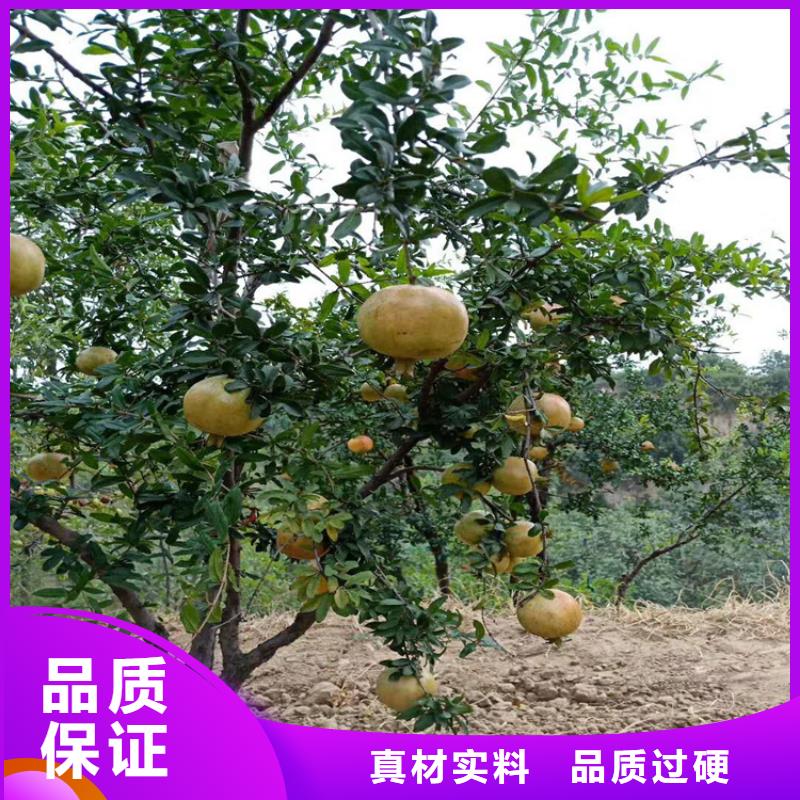 软籽石榴苗种植管理技术广安附近品牌