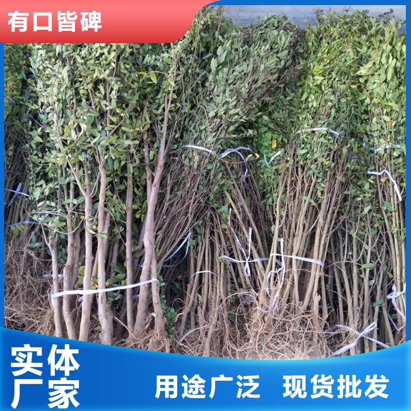 软籽石榴苗种植管理技术资阳附近供应商