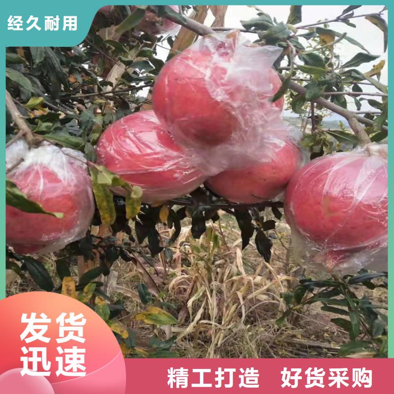 黑籽石榴树苗适合种植地区广安当地厂家