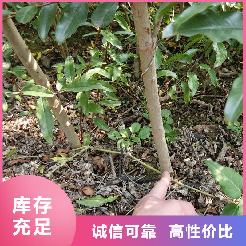 黑籽石榴树苗露天种植宜宾产地批发