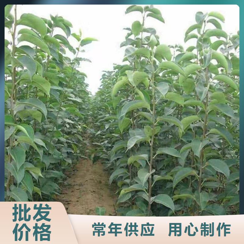 秋月梨树苗种植基地乐山快速生产