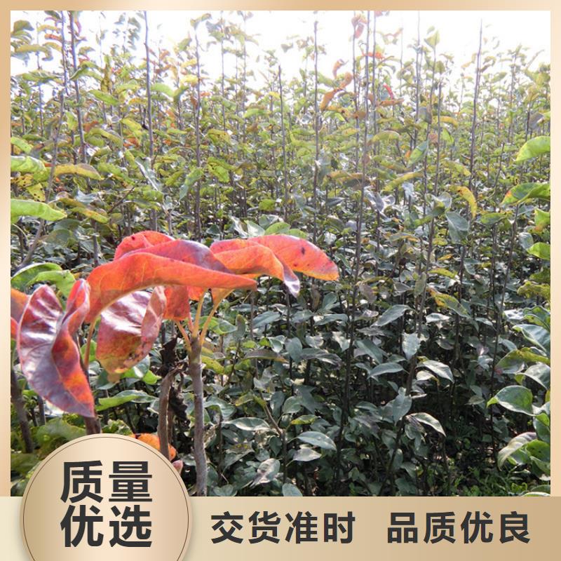 红梨树苗种植管理技术张家口工艺层层把关