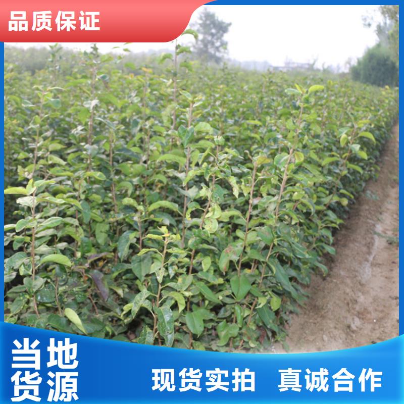 彩虹梨树苗适合种植地区廊坊品质无所畏惧